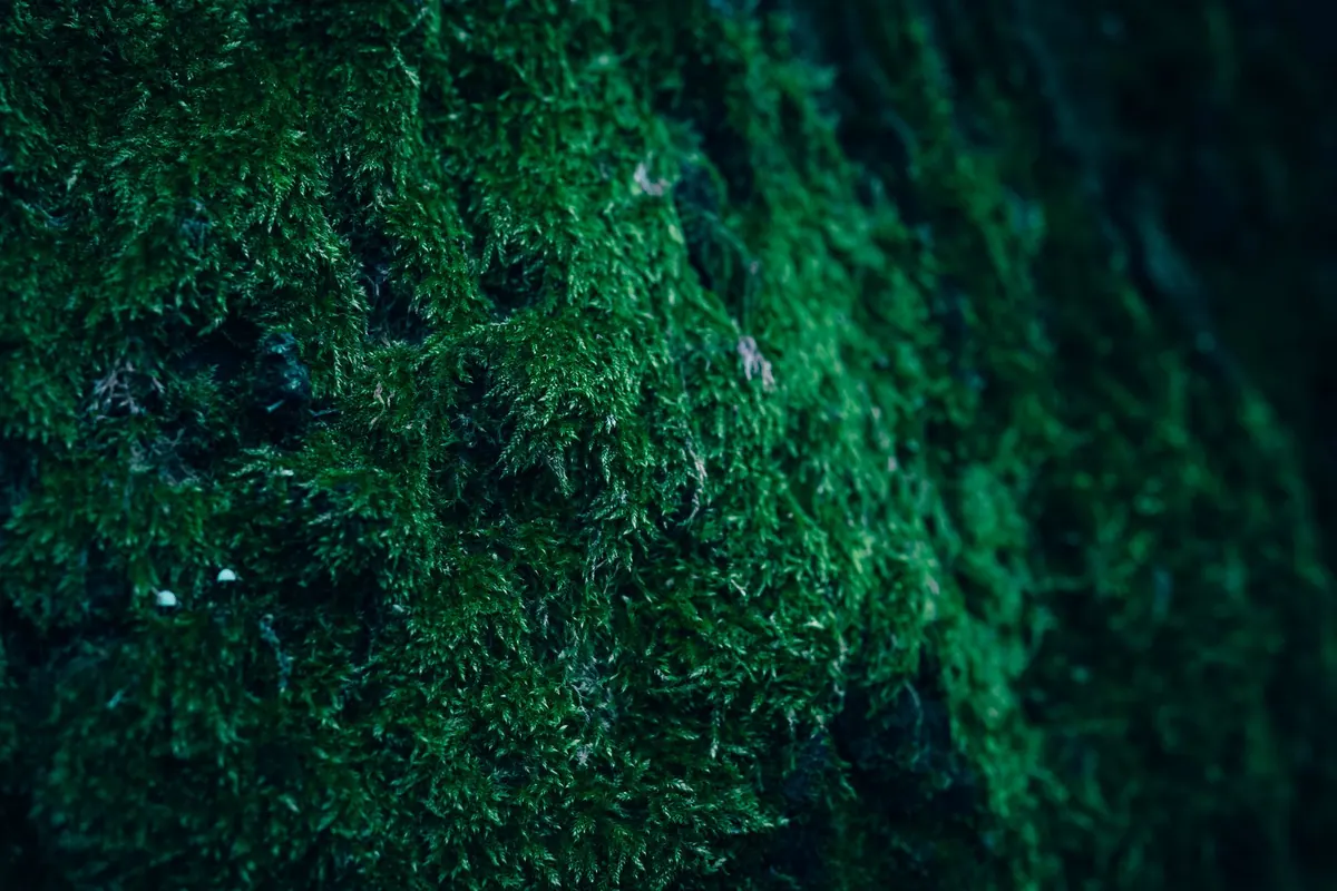 Moss Types
