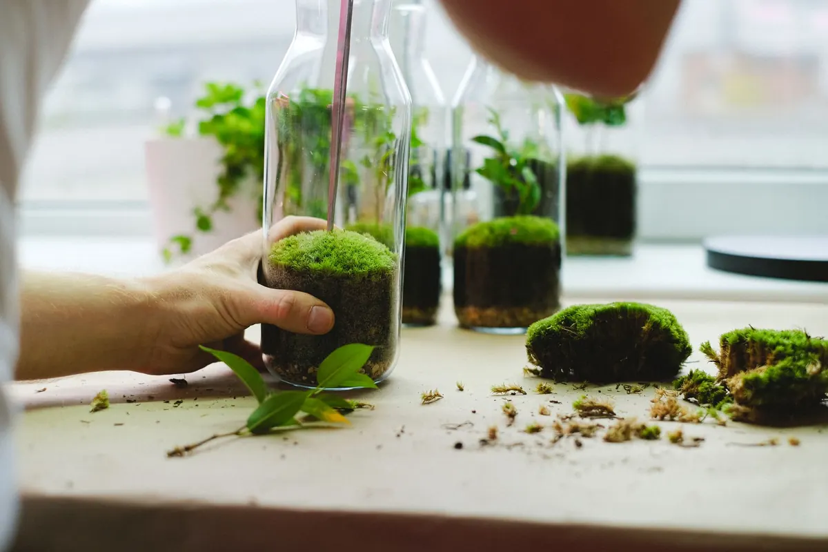 Dividing and Transplanting Moss: How to Propagate Moss for Free