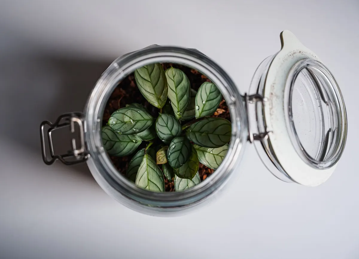 Terrariums